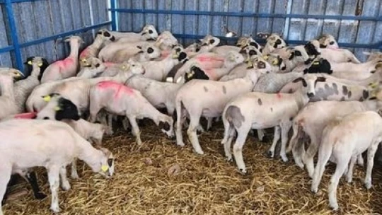 Söke'de kurbanlık koyunlara kulak küpesi uygulaması