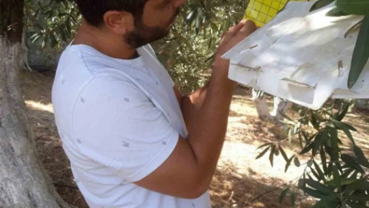 Söke'de meyve sineği ile mücadele sürüyor