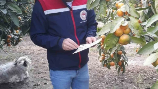 Söke'de narenciye bahçeleri kontrol edildi