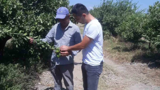 Söke'de narenciye bahçeleri kontrol edildi