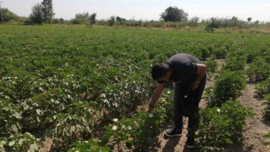 Söke'de pamuk alanlarında kontroller devam ediyor