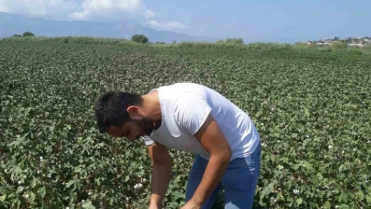 Söke'de pamuk tarlalarında zararlı kontrolü yapıldı