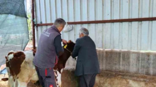Söke'de şap hastalığı için aşılama çalışmaları devam ediyor