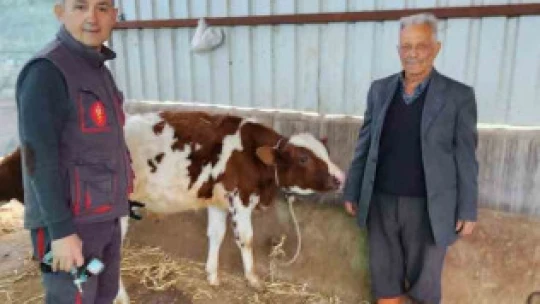 Söke'de şap hastalığı için aşılama çalışmaları devam ediyor