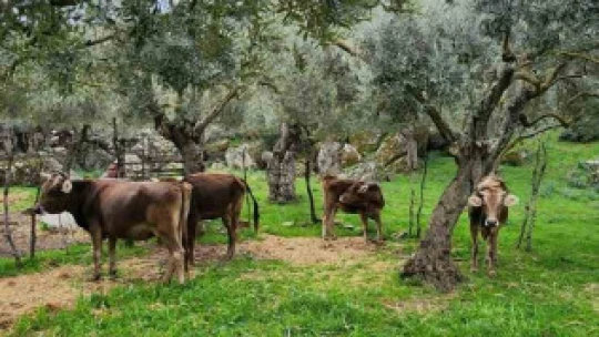 Söke'de şap hastalığı için aşılama çalışmaları devam ediyor