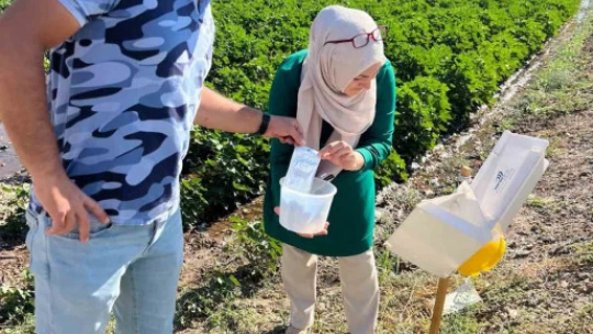 Söke'de tarla ve bahçelerde zararlı kontrolleri gerçekleştirildi