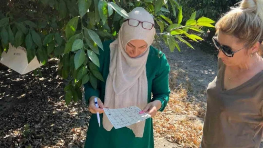 Söke'de tarla ve bahçelerde zararlı kontrolleri gerçekleştirildi