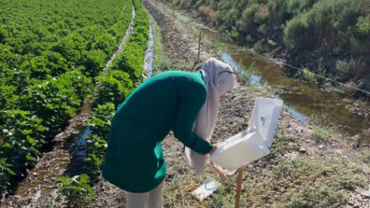 Söke'de tarla ve bahçelerde zararlı kontrolleri gerçekleştirildi