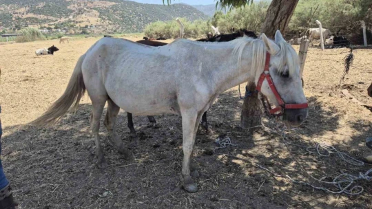 Söke'de tek tırnaklı hayvanlara ruam taraması yapıldı