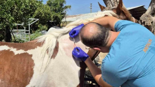 Söke'de tek tırnaklı hayvanlara ruam taraması yapıldı