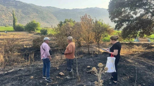 Söke'de yangından etkilenen 500 dekarlık zeytinlik alanında hasar tespiti yapıldı