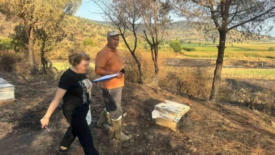 Söke'de yangından etkilenen 500 dekarlık zeytinlik alanında hasar tespiti yapıldı
