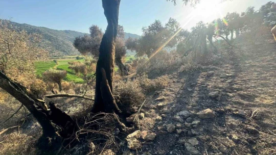 Söke'de yangından etkilenen 500 dekarlık zeytinlik alanında hasar tespiti yapıldı