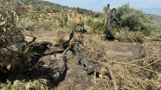 Söke'de yangından etkilenen 500 dekarlık zeytinlik alanında hasar tespiti yapıldı