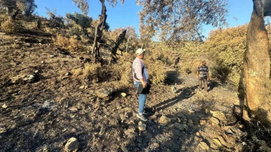 Söke'de yangından etkilenen 500 dekarlık zeytinlik alanında hasar tespiti yapıldı