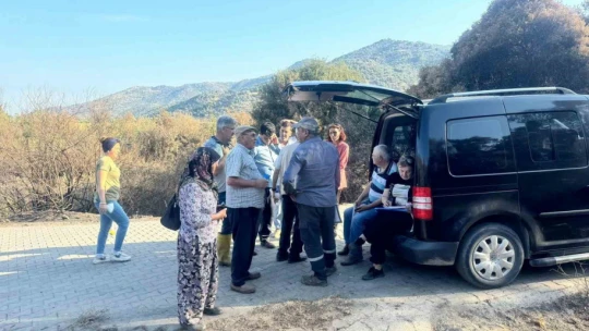 Söke'de yangından etkilenen 500 dekarlık zeytinlik alanında hasar tespiti yapıldı