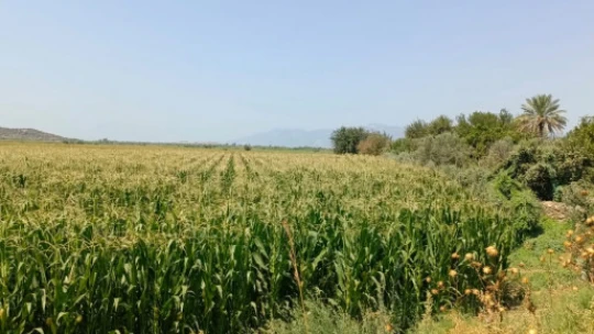 Söke'de yem bitkileri desteği için tarla kontrolleri yapıldı