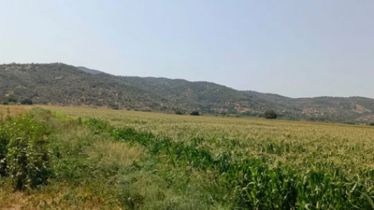 Söke'de yem bitkileri desteği için tarla kontrolleri yapıldı