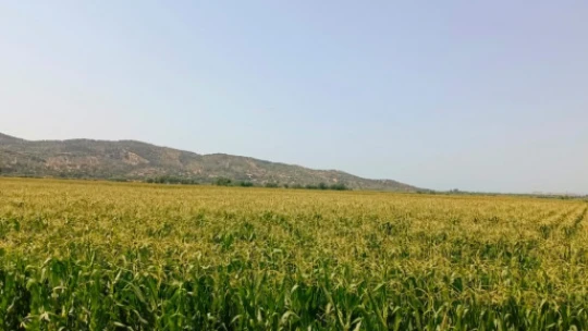 Söke'de yem bitkileri desteği için tarla kontrolleri yapıldı