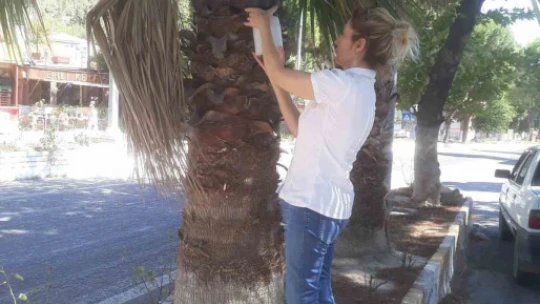 Söke'de zararlı popülasyonunda artış gözlemlendi