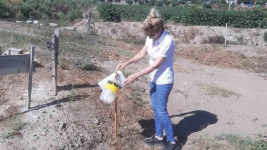 Söke'de zararlı popülasyonunda artış gözlemlendi