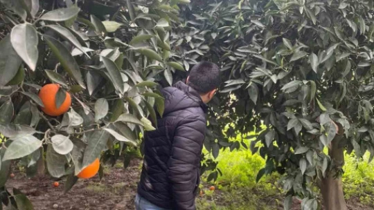 Söke'de zararlı sinek tuzakları kontrol edildi