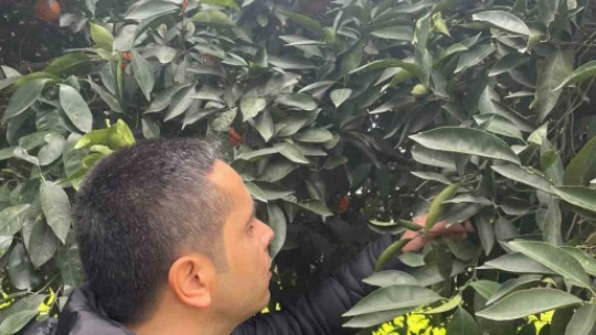 Söke'de zararlı sinek tuzakları kontrol edildi