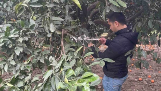 Söke'de zararlı sinek tuzakları kontrol edildi