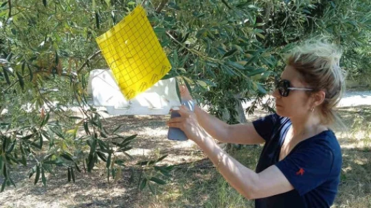 Söke'de zararlı sinek tuzakları kontrol edildi