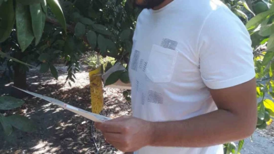 Söke'de zararlılara karşı tuzak kontrolleri yapıldı
