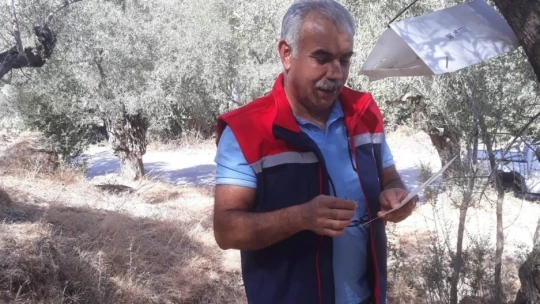 Söke'de zeytin sineği tuzağı kontrolleri sürüyor