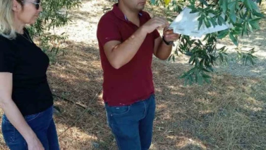 Söke'de zeytin sineği ve yeşil kurt kontrolleri yapıldı