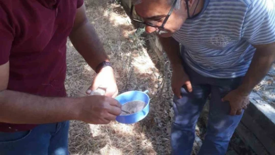 Söke'de zeytin sineği ve yeşil kurt kontrolleri yapıldı