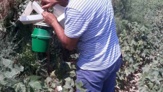 Söke'de zeytin sineği ve yeşil kurt kontrolleri yapıldı