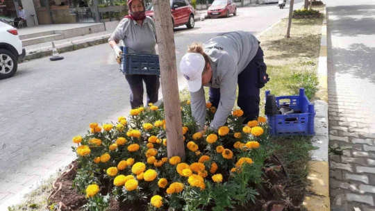 Söke'nin yeşil alanları çiçeklerle renkleniyor