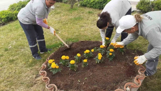 Söke'nin yeşil alanları çiçeklerle renkleniyor