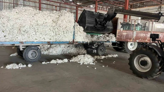 Söke Tariş pamuk alımlarında 7 milyon kilograma ulaştı