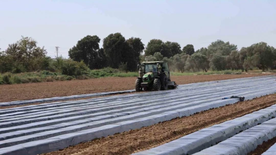 Son yıllarda altın yıllarını yaşayan çilek üreticisi tarlaya erken indi