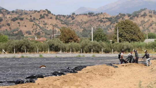 Son yıllarda altın yıllarını yaşayan çilek üreticisi tarlaya erken indi