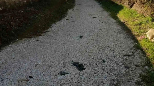 Sultanhisar'da belediye ekiplerinden yol ve ağaç budama çalışması