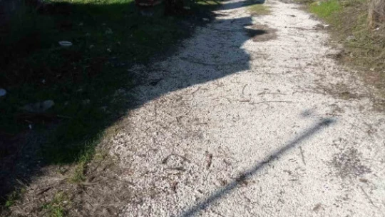Sultanhisar'da belediye ekiplerinden yol ve ağaç budama çalışması