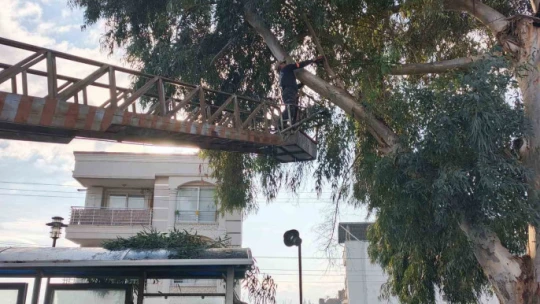 Sultanhisar'da belediye ekiplerinden yol ve ağaç budama çalışması