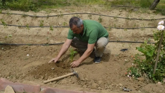 Sultanhisar'da fidanlar toprakla buluştu