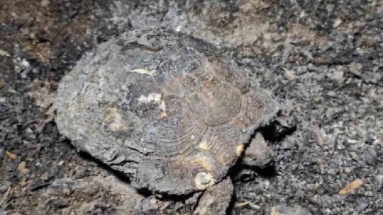 Sultanhisar'daki yangın büyük ölçüde kontrol altına alındı