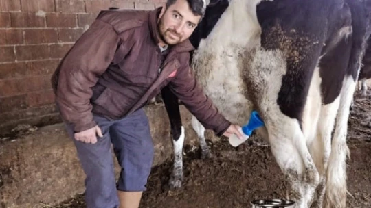 Süt üreticilerinin en önemli sorunu olan, mastitiste karşı doğal tedavi yöntemi