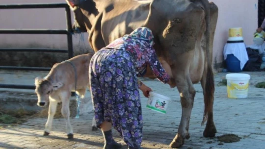 Süt üreticisine bayram ve resmi tatiller zehir oluyor