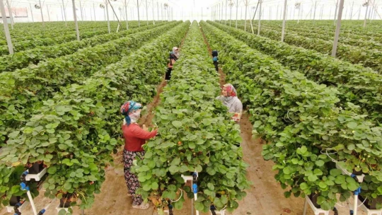 Tarımı, teknolojiyle birleştirdi yaşıtlarına örnek oldu