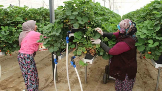 Tarımı, teknolojiyle birleştirdi yaşıtlarına örnek oldu
