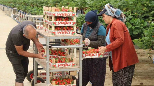 Tarımı, teknolojiyle birleştirdi yaşıtlarına örnek oldu
