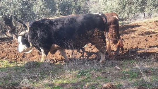 Teknolojinin işlemediği Aydın dağlarında çiftçilerin zorlu mesaisi erken başladı